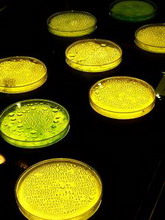 зеленые бактерии могут послужить прообразом новых солнечных батарей