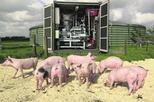 биогаз из свинного навоза
